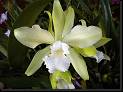 Lc Elegans alba 'Oro Verde' * Omar Eduardo Rocha * Omar Eduardo Rocha